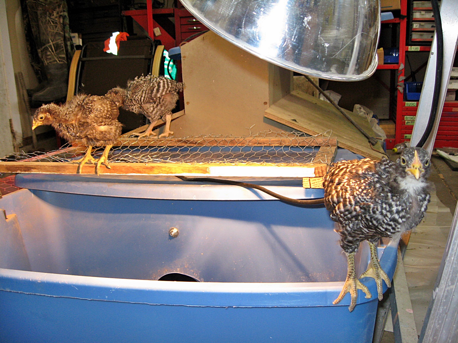 This is what happens now when I open up the brooder to clean. Barred Rocks 4 weeks old.