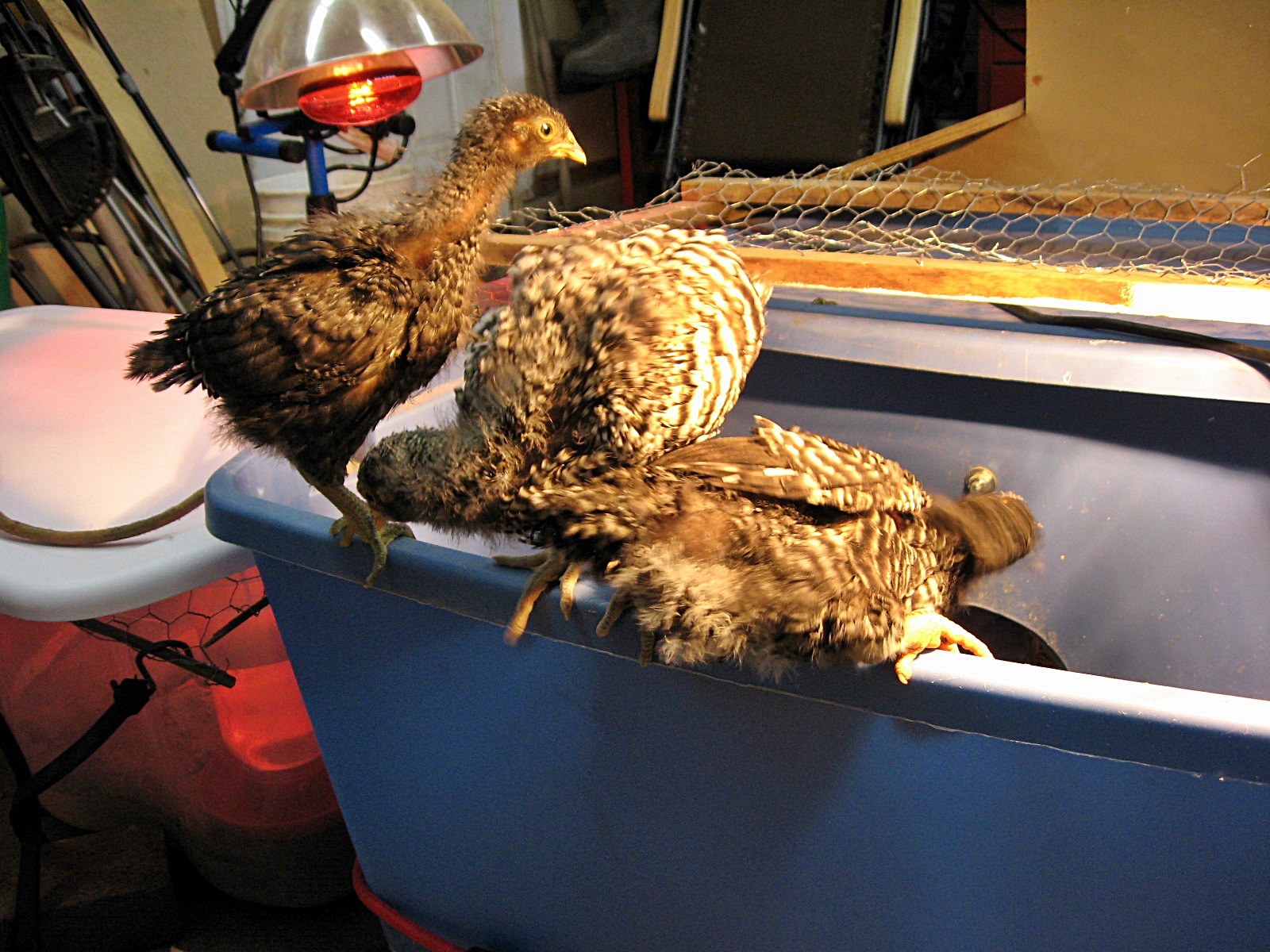 This is what happens now when I open up the brooder to clean. Barred Rocks 4 weeks old.