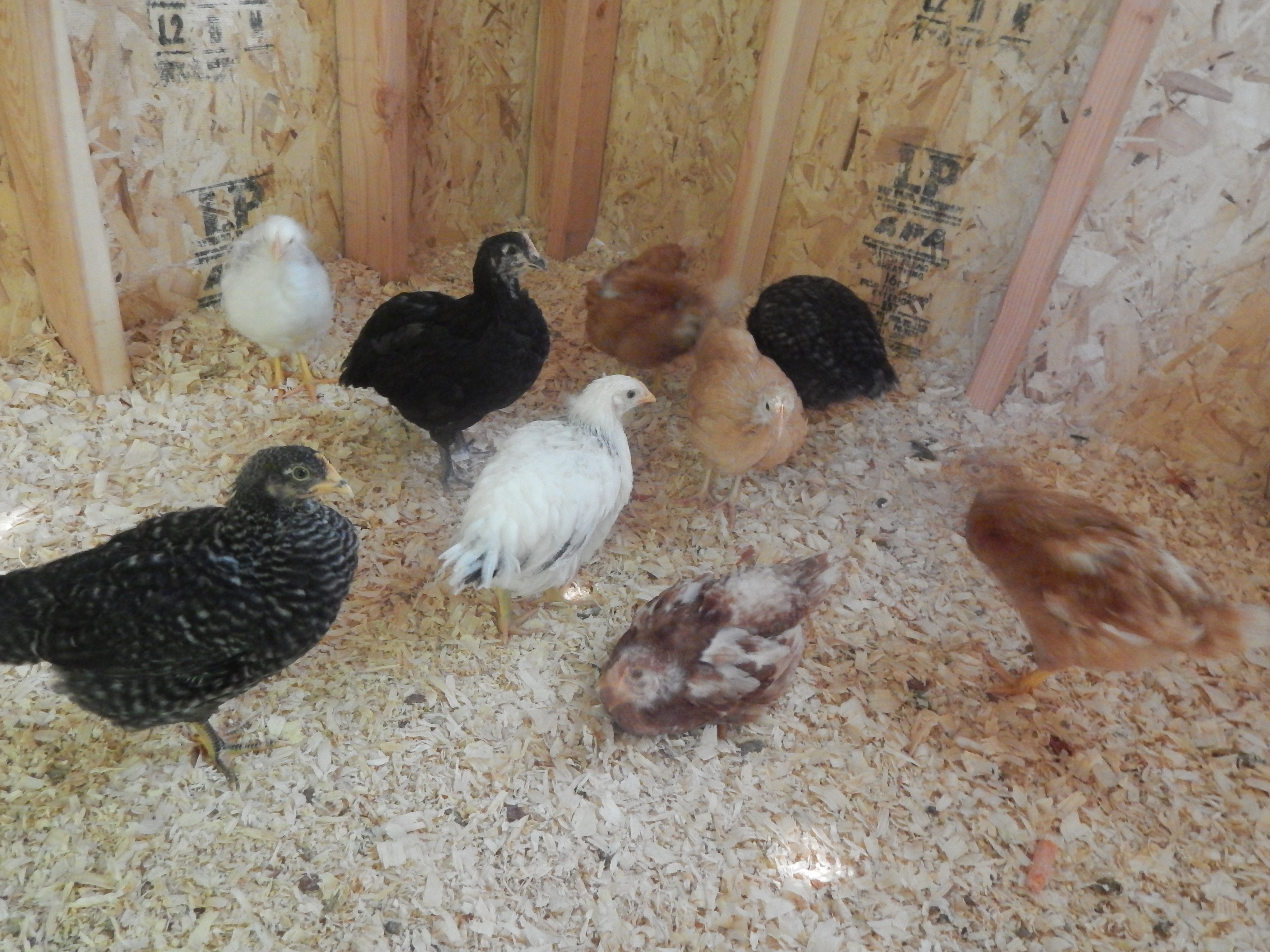 This is what happens when hubby starts drilling on the outside of the coop. They all huddle together.