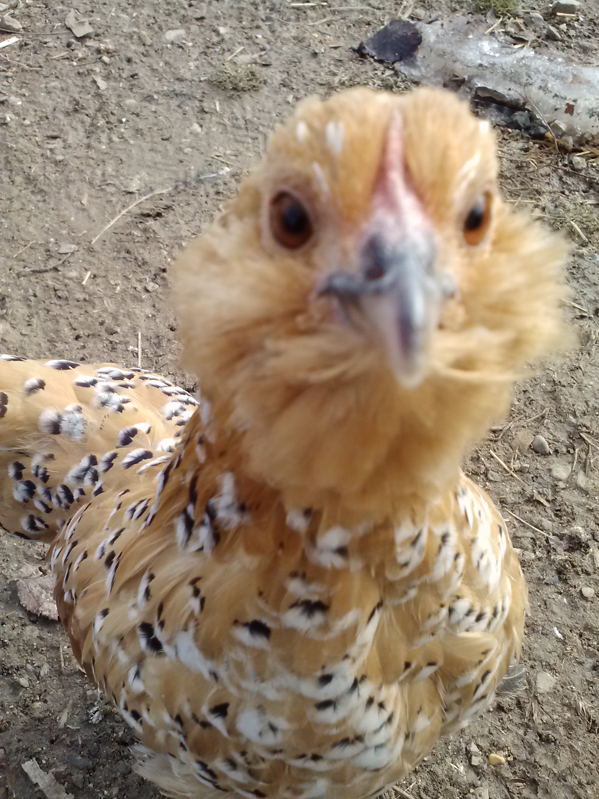 This is what happens when you put peanut down.