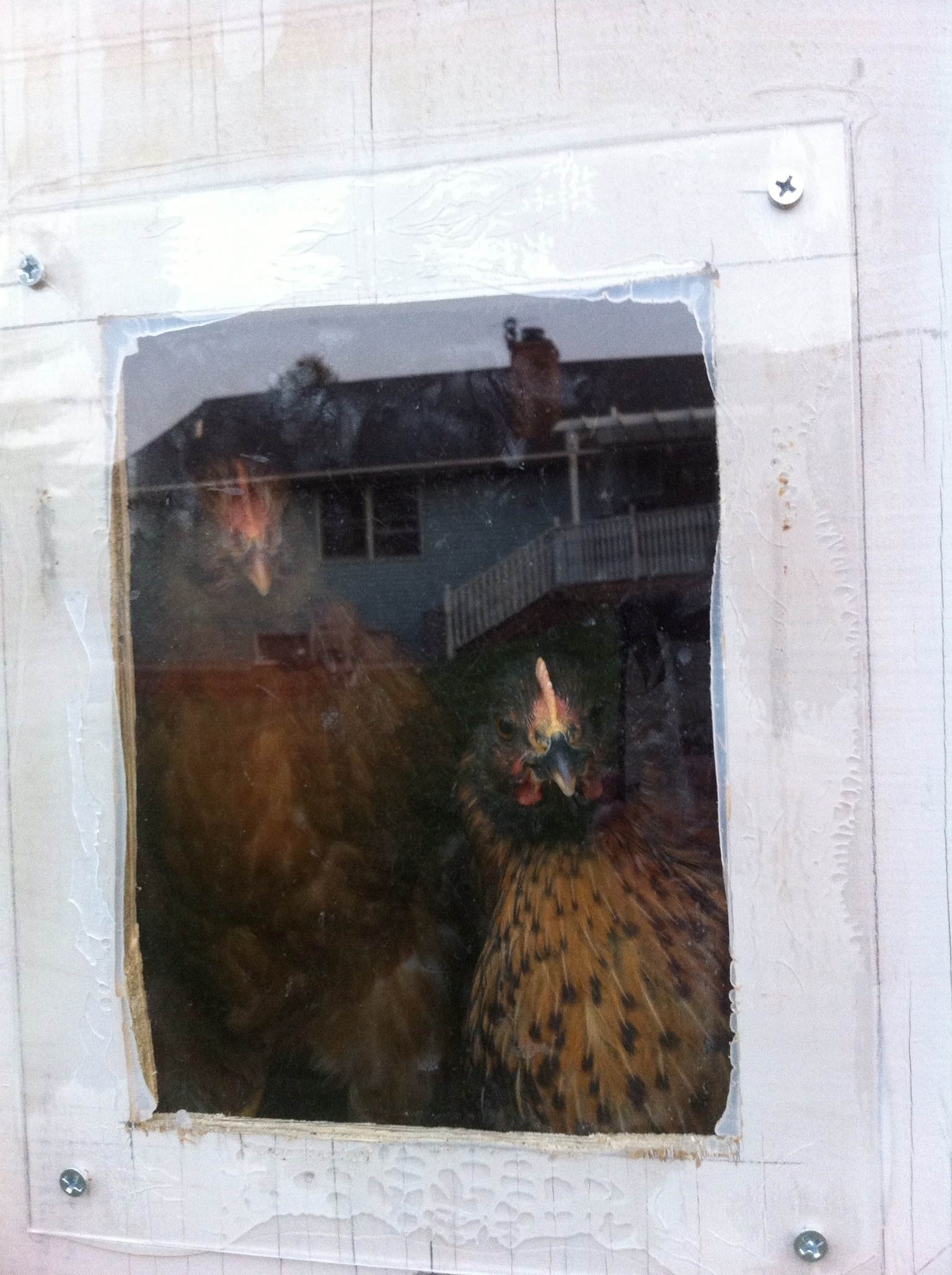 this is what I see every morning when I go out to open the door on the coop ... Lucy & MC sitting in 1 of the windows looking out ... cracks me up every morning :)