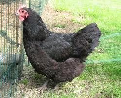 This is what my chik barbra will look like