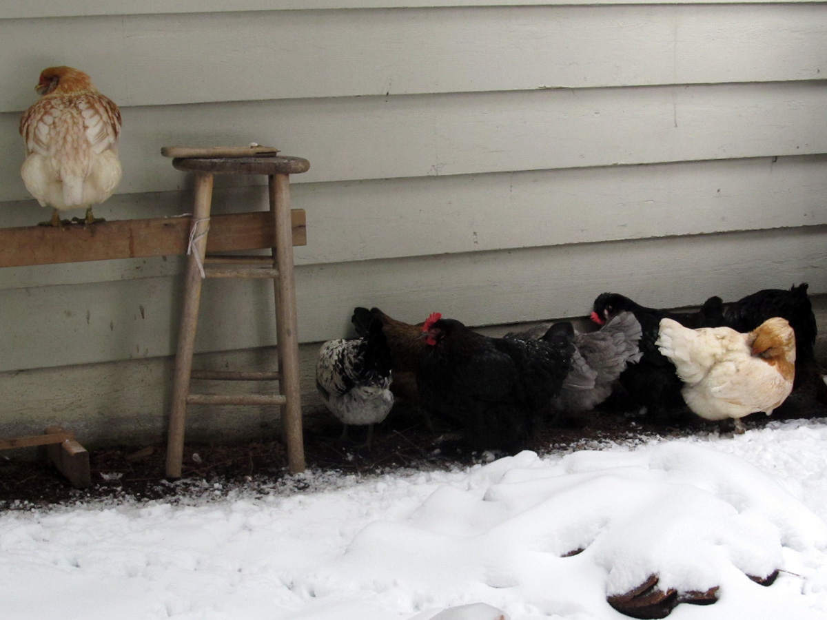 This is what they spent most of the day doing...finding a bare spot and huddling.