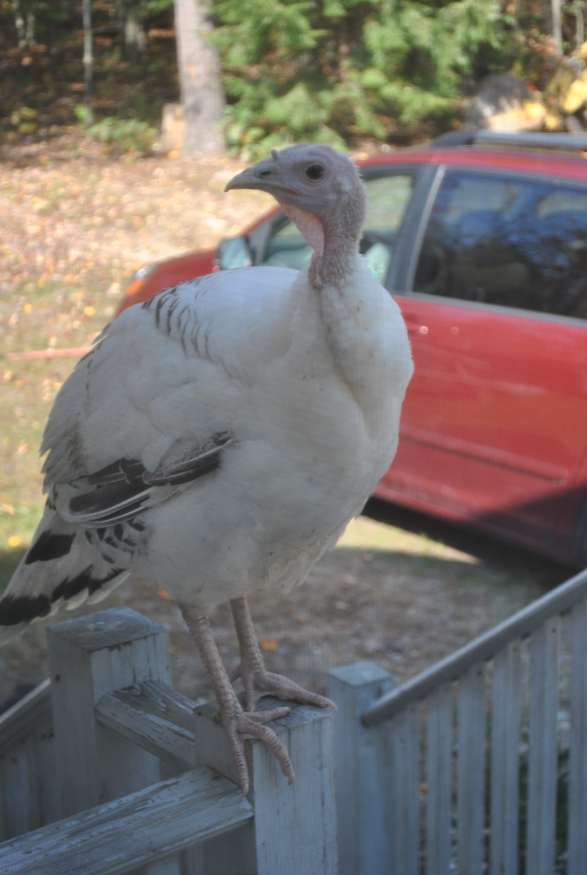 This is what you see when you look out the front door. Winnie perching wherever she wants!