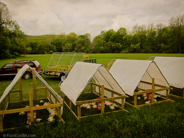 This is when I was first moving my chicken tractors out on pasture. The birds loved getting out of the brooder and onto the grass. Each chicken tractor fits on my trailer.