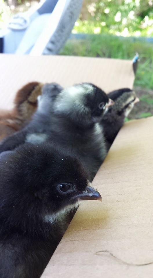 This is when we first took the chicks outside for the first time and set the box down so they could hop out. They were a little nervous at first.