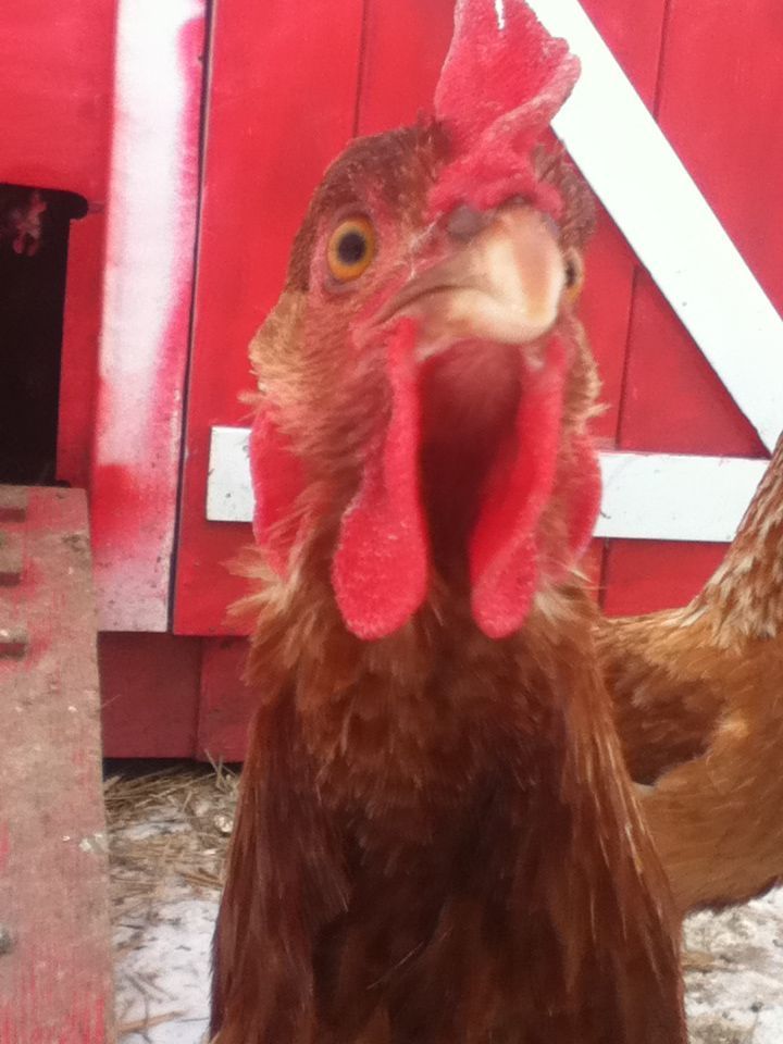 This is Whinney.. she ALWAYS whines when I go into the pen...lol