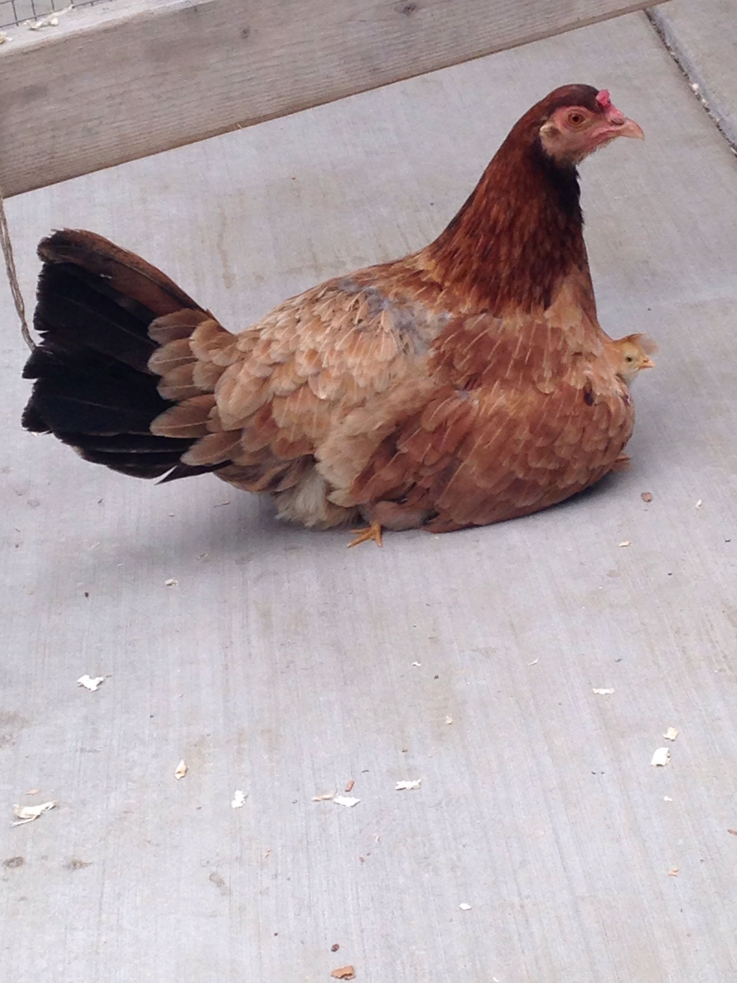 This is WhiteFoot.  We named her that at first because it was the only way we could tell the difference between her and her sister, who had yellow feet.  They both showed up in our front lawn on Thanksgiving day last year.  If you look closely you can see a little head poking out