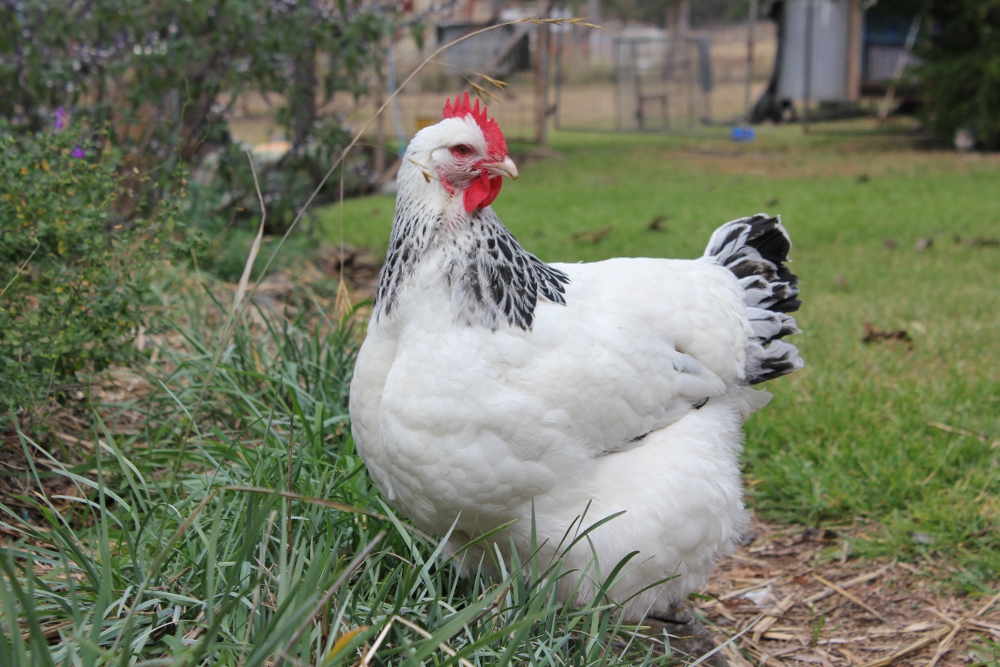 This is Whoppa. She is a massive hen.