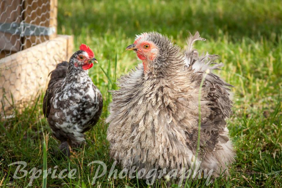 *
This is Wimsy and Napoleaon. A frizzle and a her mixed baby.
