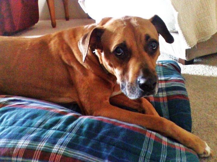 This is Zeb. He is eight years old. Before I married, he was my alarm system. (He is a known cat killer) He loves to sit and watch the guineas play the flying game. He also helps guard me when I take the bunnies out to the rabbit run. (secretly, I think he's just waiting for the day when I drop one of them.)