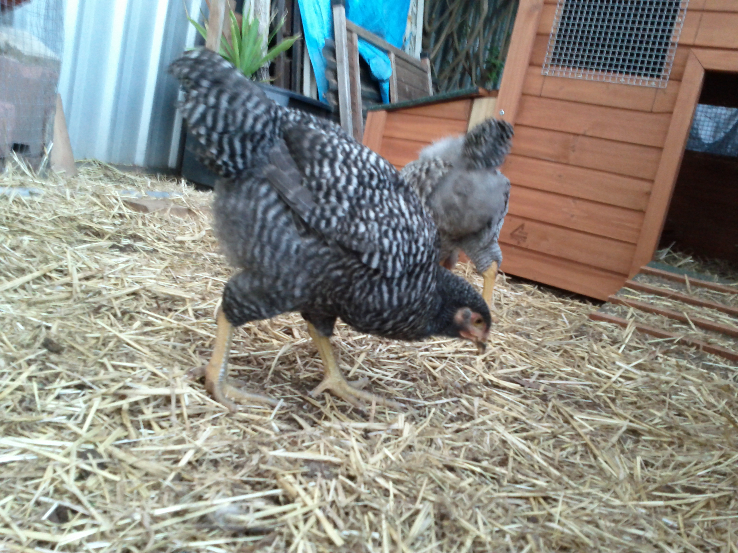 This is Zoran or, maybe, I should call her Zora. The tail looks like male feathers, but her darker colouring says "hen". Whatever he/she is, I'm keeping this one. She is a lot more confidant about getting treats from me. One minute, she loves to be stroked. Next minute, she doesn't. I think she gets easily influenced by the edgy behaviour of the others. It looks like she is trying to be one of the boys, yet she has a stronger personality and is definitely bolder. Her tail was a lot more pronounced than the others from the very beginning.