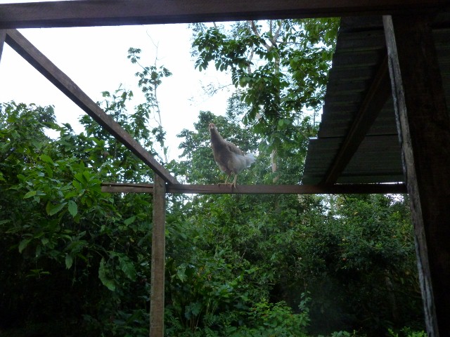 This juvenille chick is avoiding the attentions of the five roosters by getting high