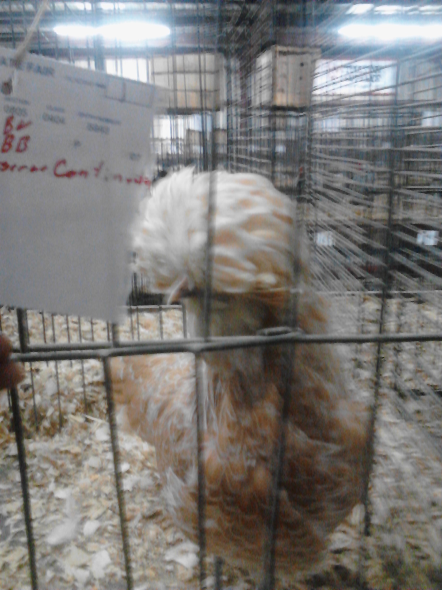 This lil pullet won best of breed, best of variety, and resv. Continental. Buff laced polish
