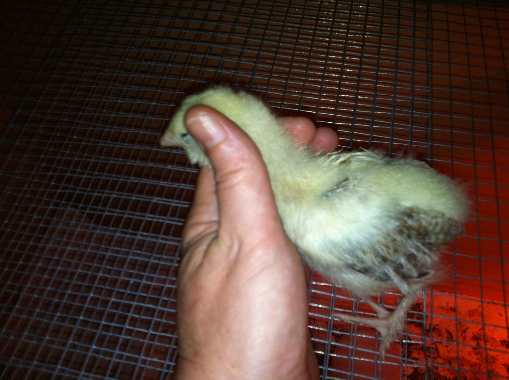 This little bit went to sleep in my hand.  Just starting to get two little tail feathers.  Wings are much lighter than in the pic.