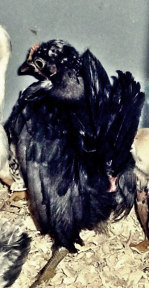 This little black guy, is not one of my chicks, this little guy come from a breeder with some very nice birds, he was hatched here, and we are hoping he brings in some very nice blood into our lines, he will be raised up and see if he makes it into the breeding coops. Very nice start, we will see what size he tops out at. All the breeder cocks have to be in the Micro class to have hens of their own.