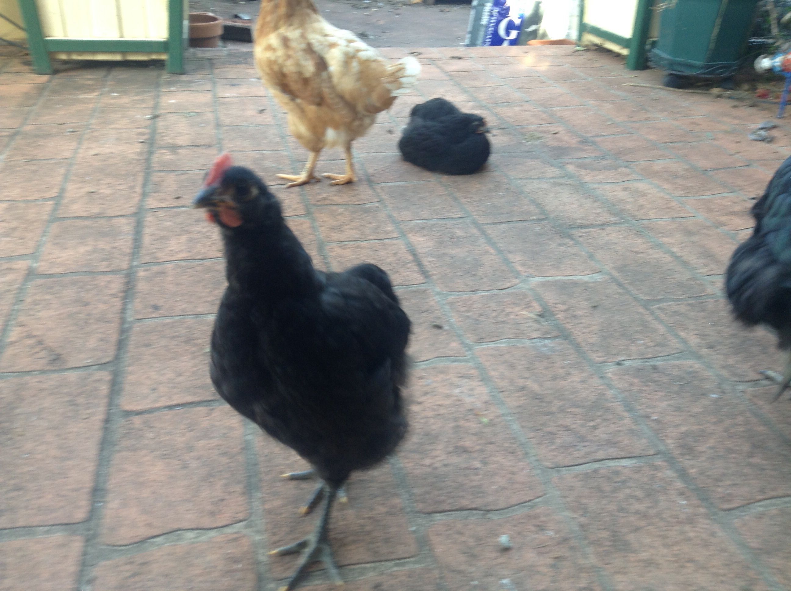 This little fellow still don't know if his a roo or hen?