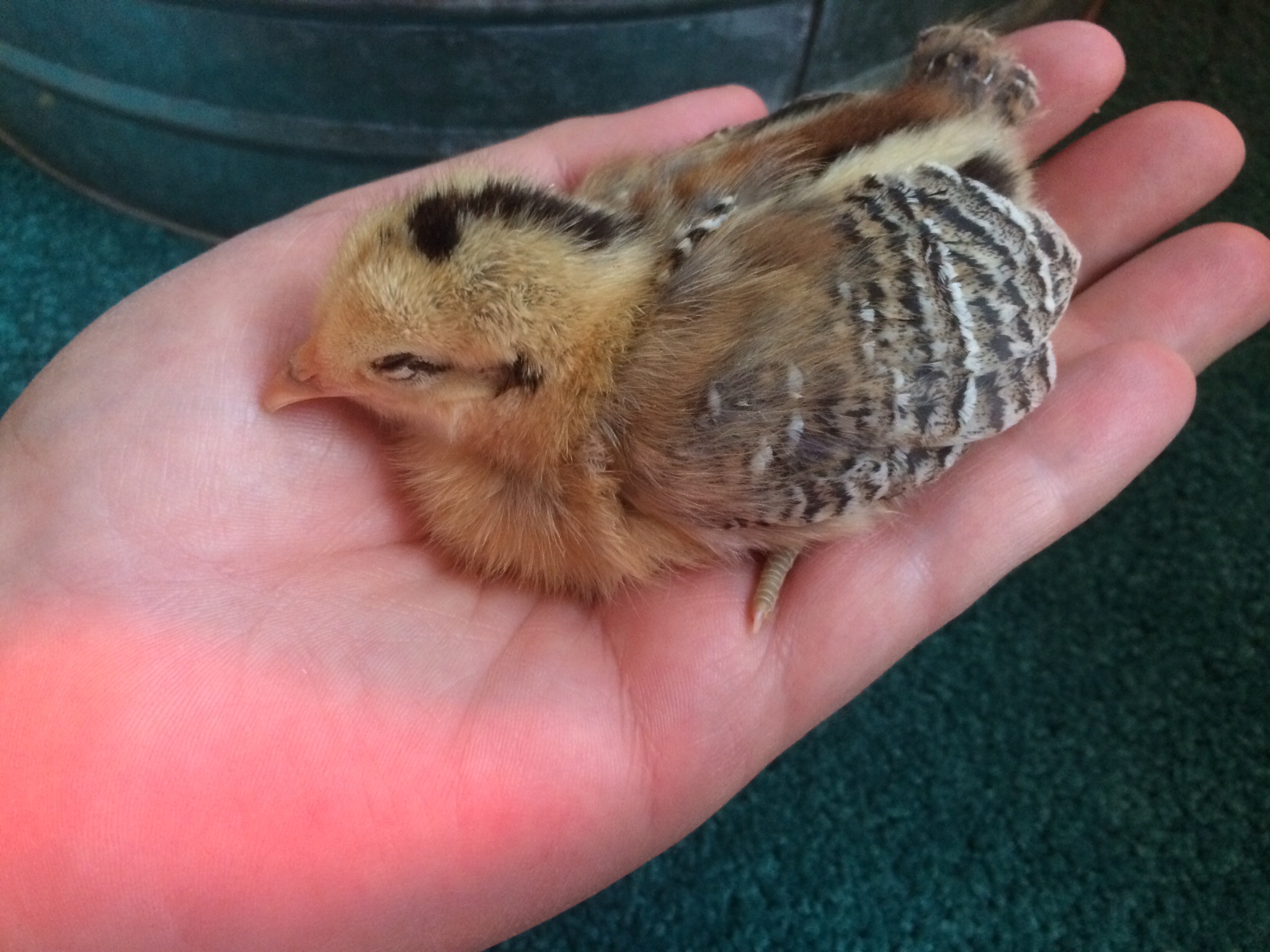 This little girl always falls asleep in my hand.....warms my heart!