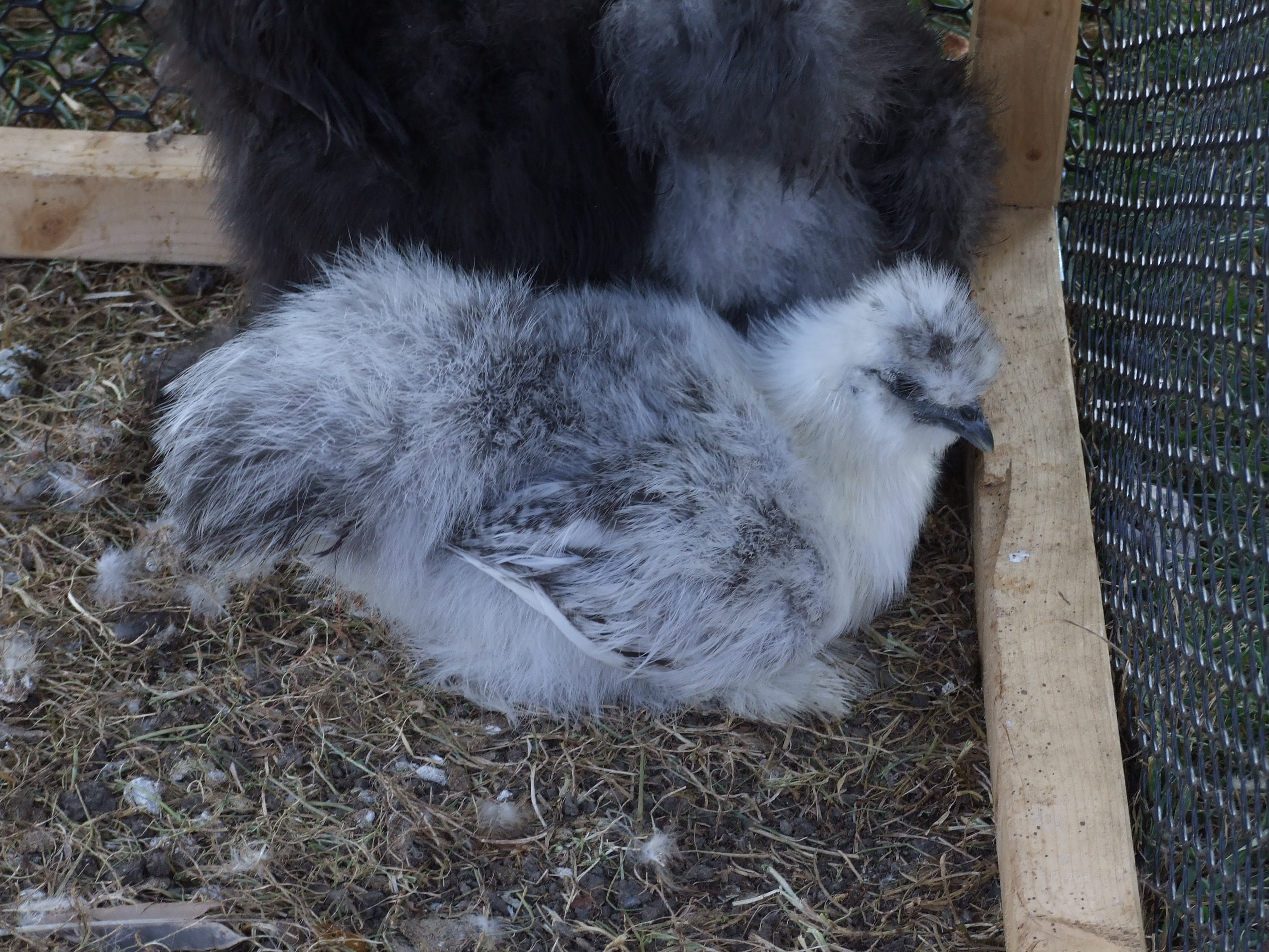 This little girl is Sassy. Only one of my girls that has a problem with being caught and held.