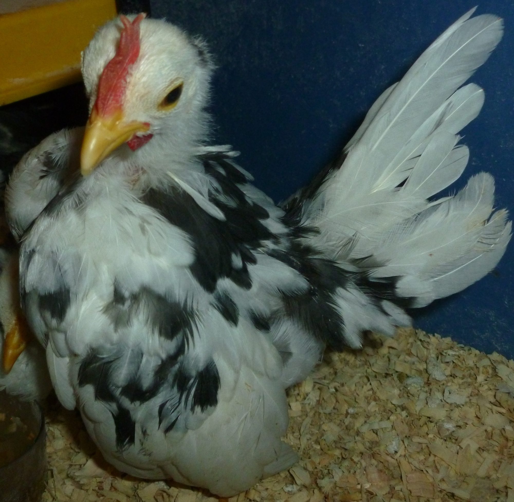 This little guy is now a 9.2 ounce Micro roo, and slotted for the breeding coop...2012 Coop Roo.