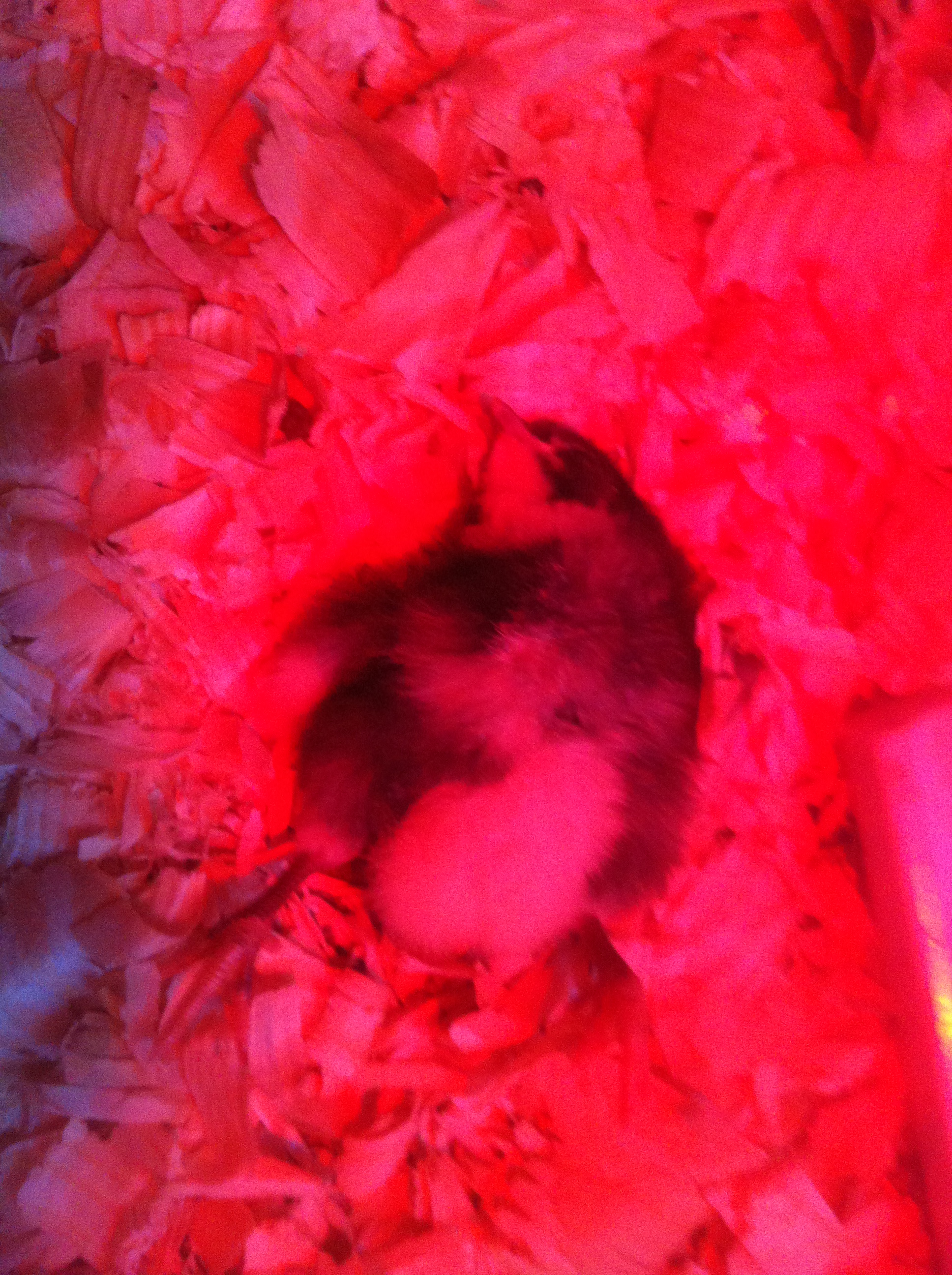 This little guy was alive in this photo but he didn't make it to 5 days old.