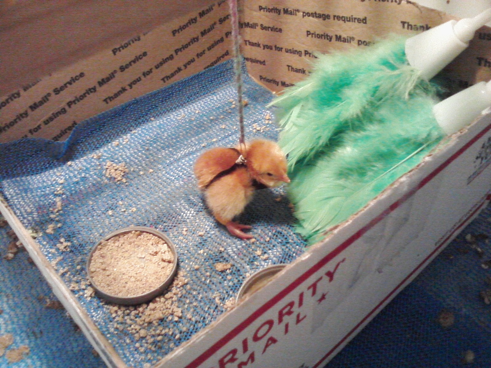 This little one has a slipped hock. Trying a non invasive method of trying to fix it. Heritage RIR.