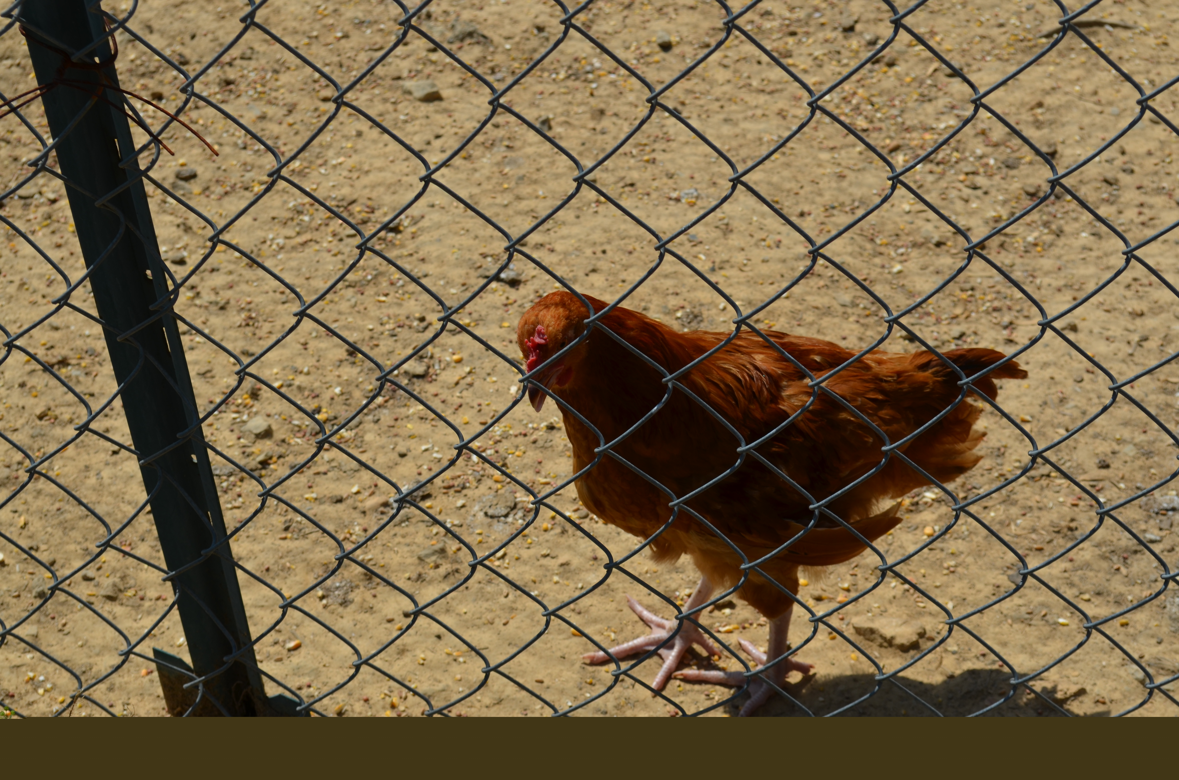 This little one is the baby chick you see in my earlier photos from May. Not a little yellow fluff ball anymore lol. I have spoiled this baby beyond one should be allowed. Follows me like a child and absolutely hates being in the pen and not out running around with me. Raised this baby from the day (he i do believe) hatched.