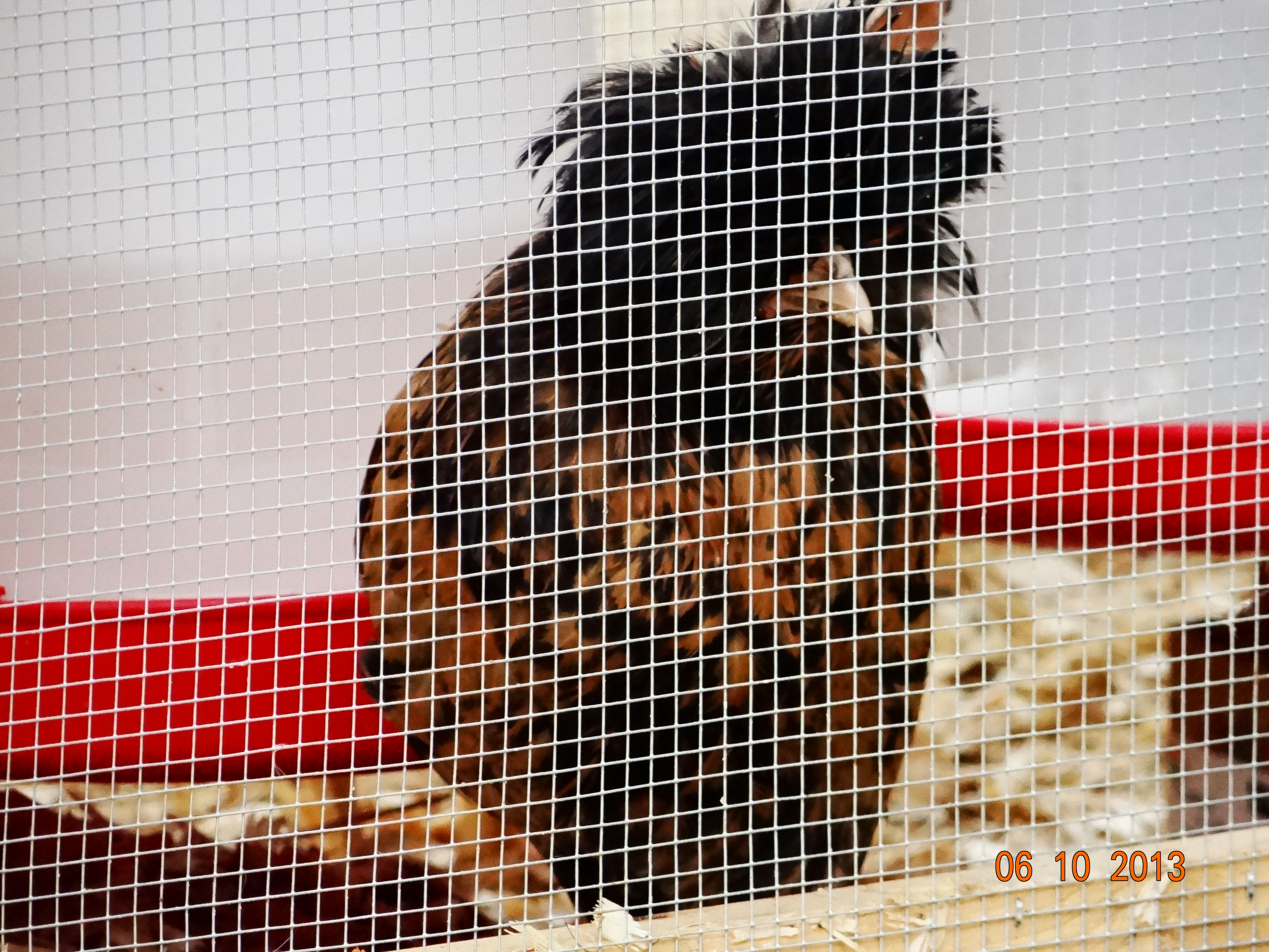 This little one on the other hand is as skittish as a long tailed cat in a room  full of rocking chairs!! Not sure if it is a Roo or a hen. They are all 7 weeks and 2 days (going on 3 days)