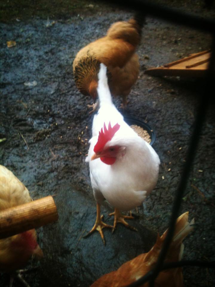 this little one was named "hotwheels" by my 6 year old son, who, when he later found out it was a girl, renamed her "lucy"