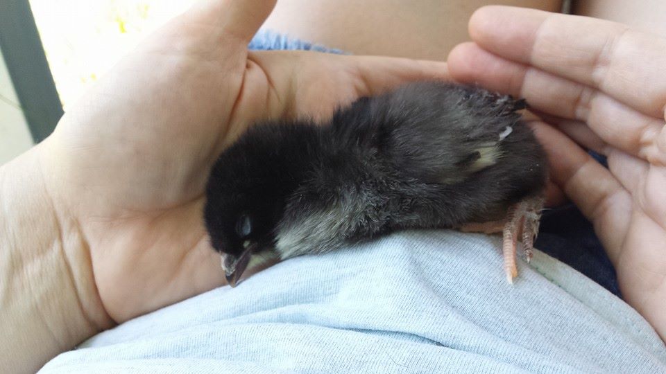 This little one was running all over, and then got sleepy. Wake up -- you're missing the field trip! :P (This is Athena.)