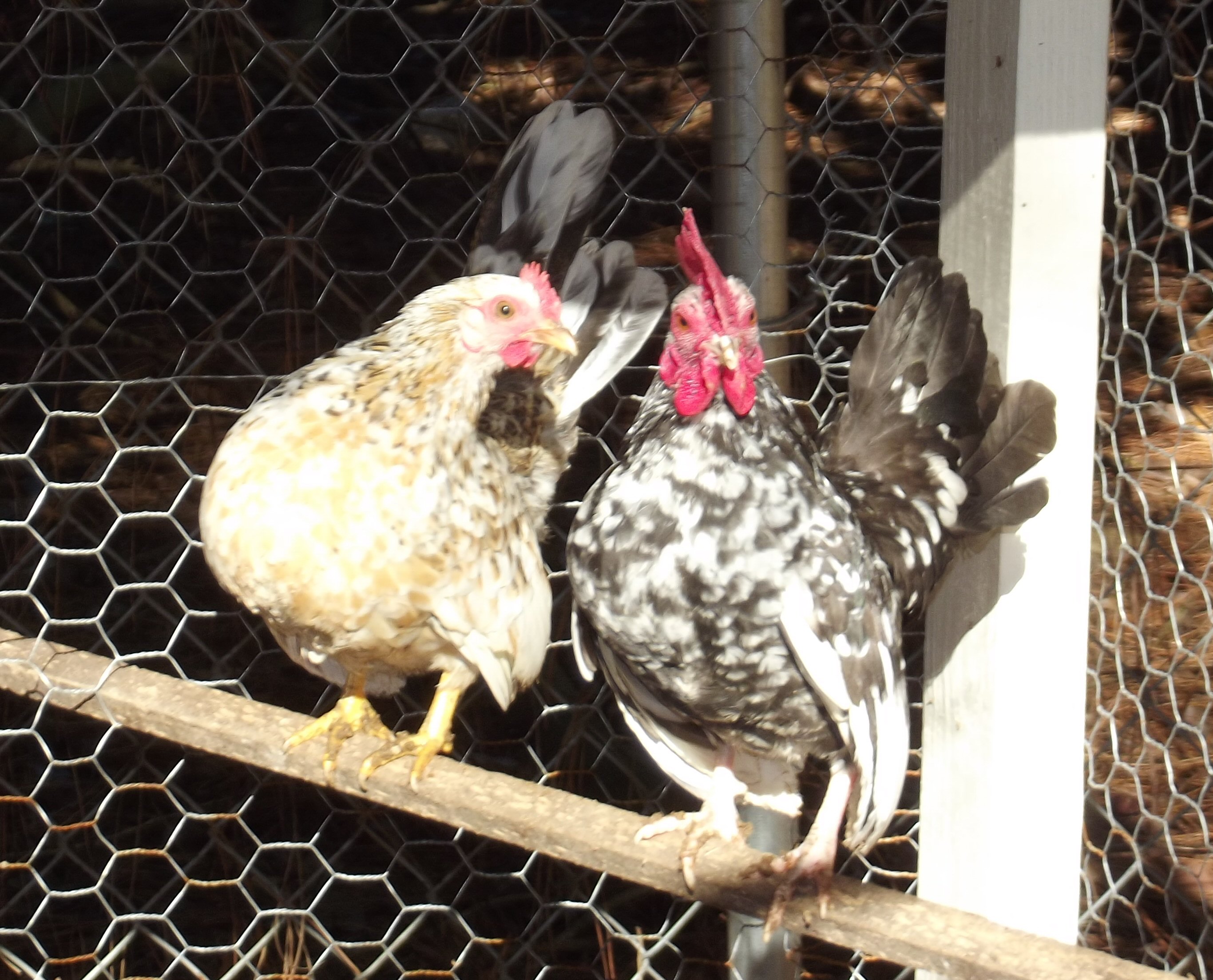 This little serama hen is such a flirt.