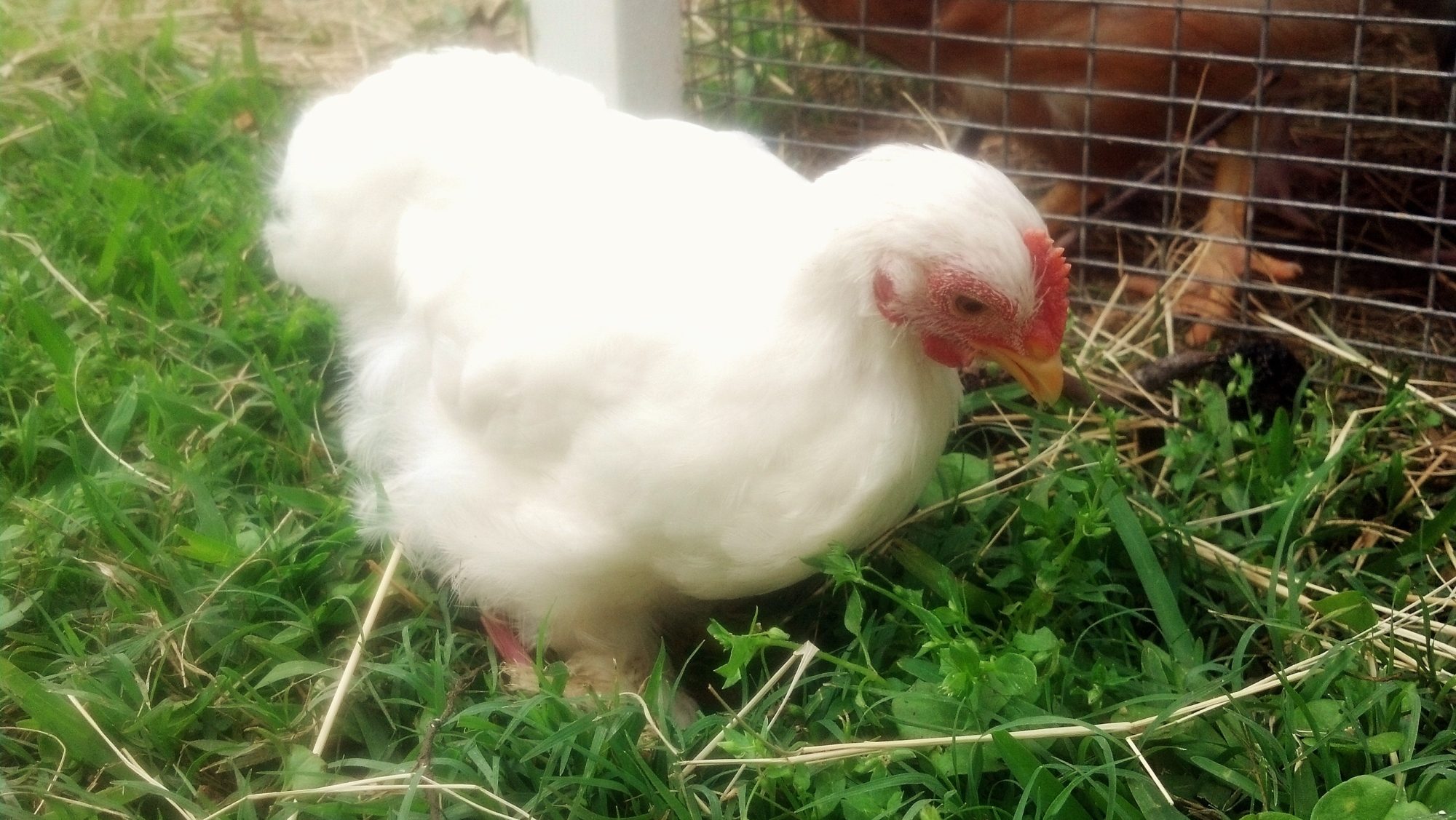 This little white Bantam is precious!  Not sure of the sex but we call it "Tiny".