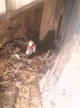 This mama has been hunkered down pretty solid for 2 weeks now.
She comes out long enough to grab a bite and a drink a couple times a day.