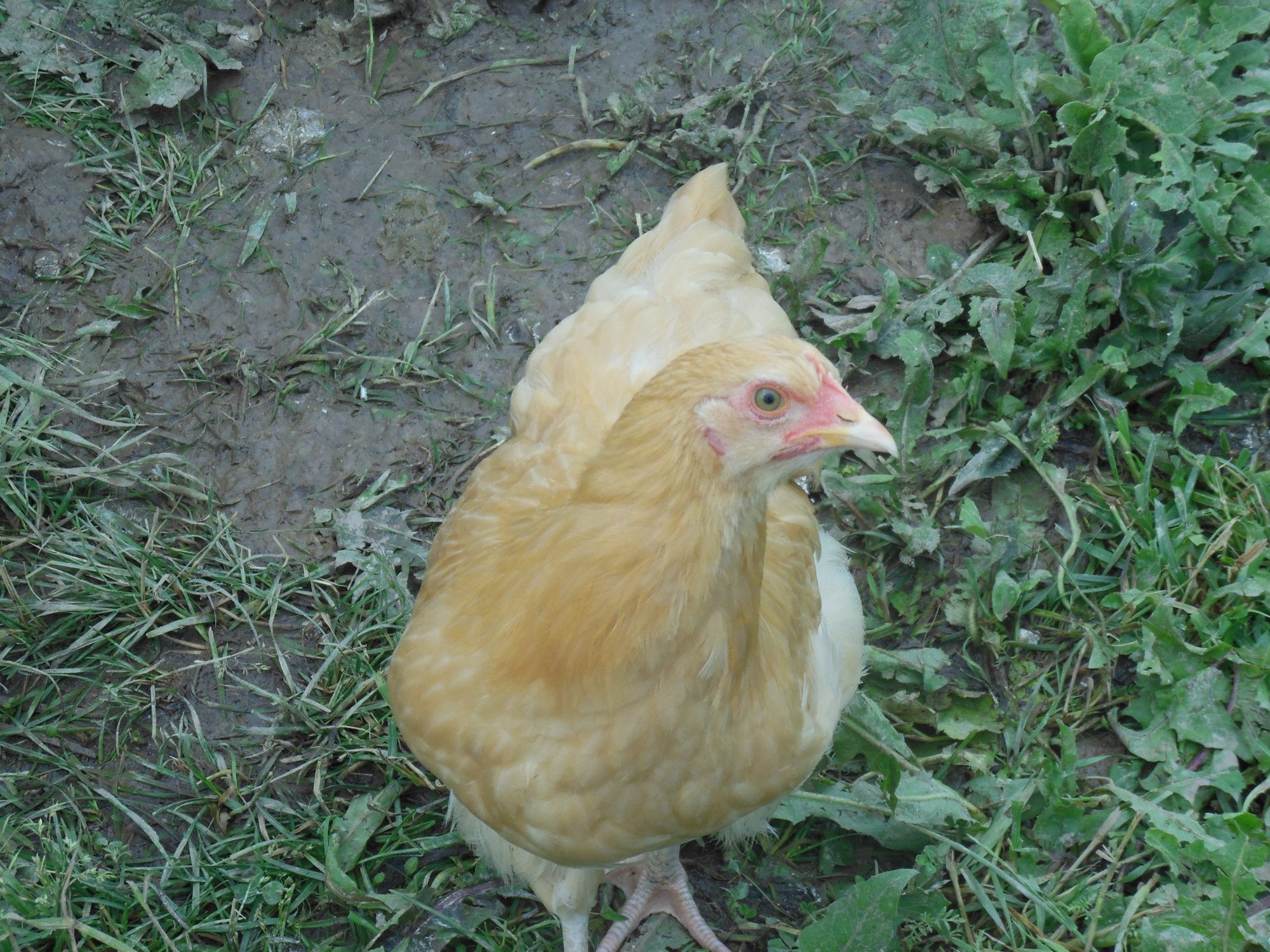 This my Elenor, she is  a Buff Orpington