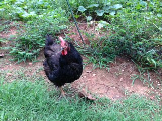 this my gal midnight  she's like a dog  she will come running up to you every time you go out