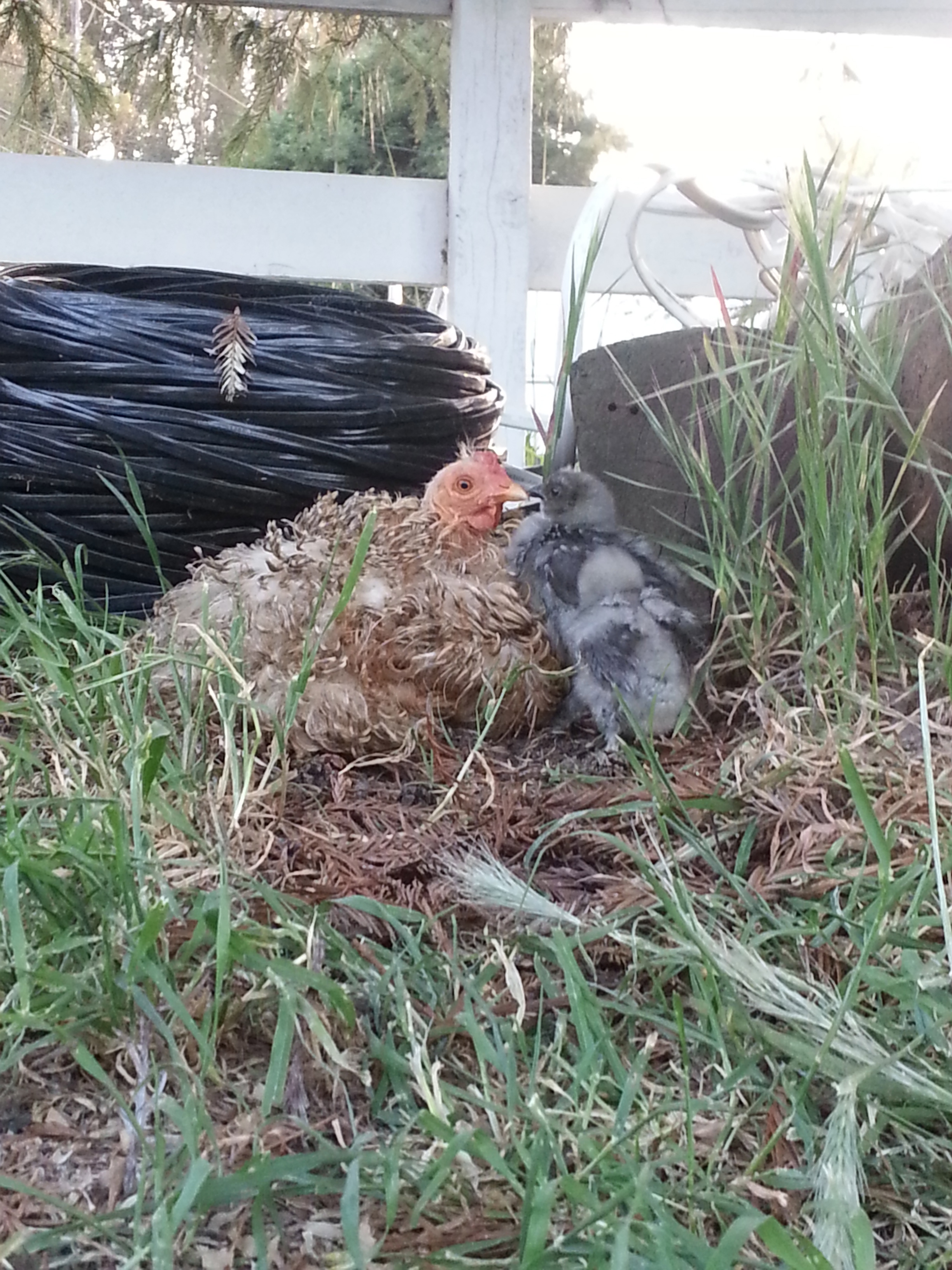 This older baby we picked up has got to be a roo. Look at that defiant pose!