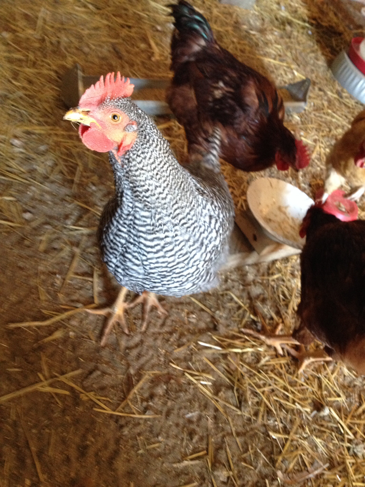 This one broke my heart when SHE started crowing!