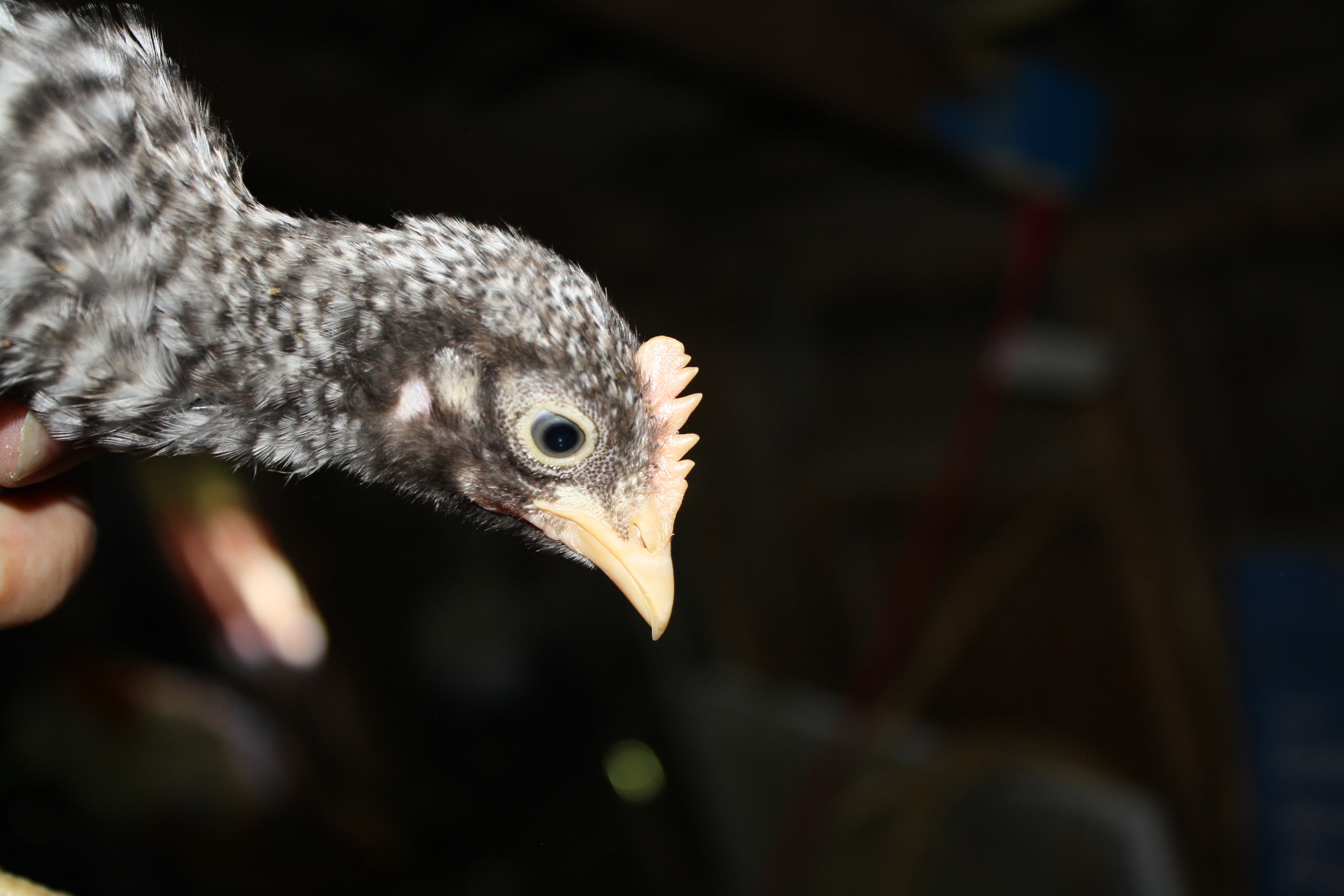 This one I am pretty sure is a boy.