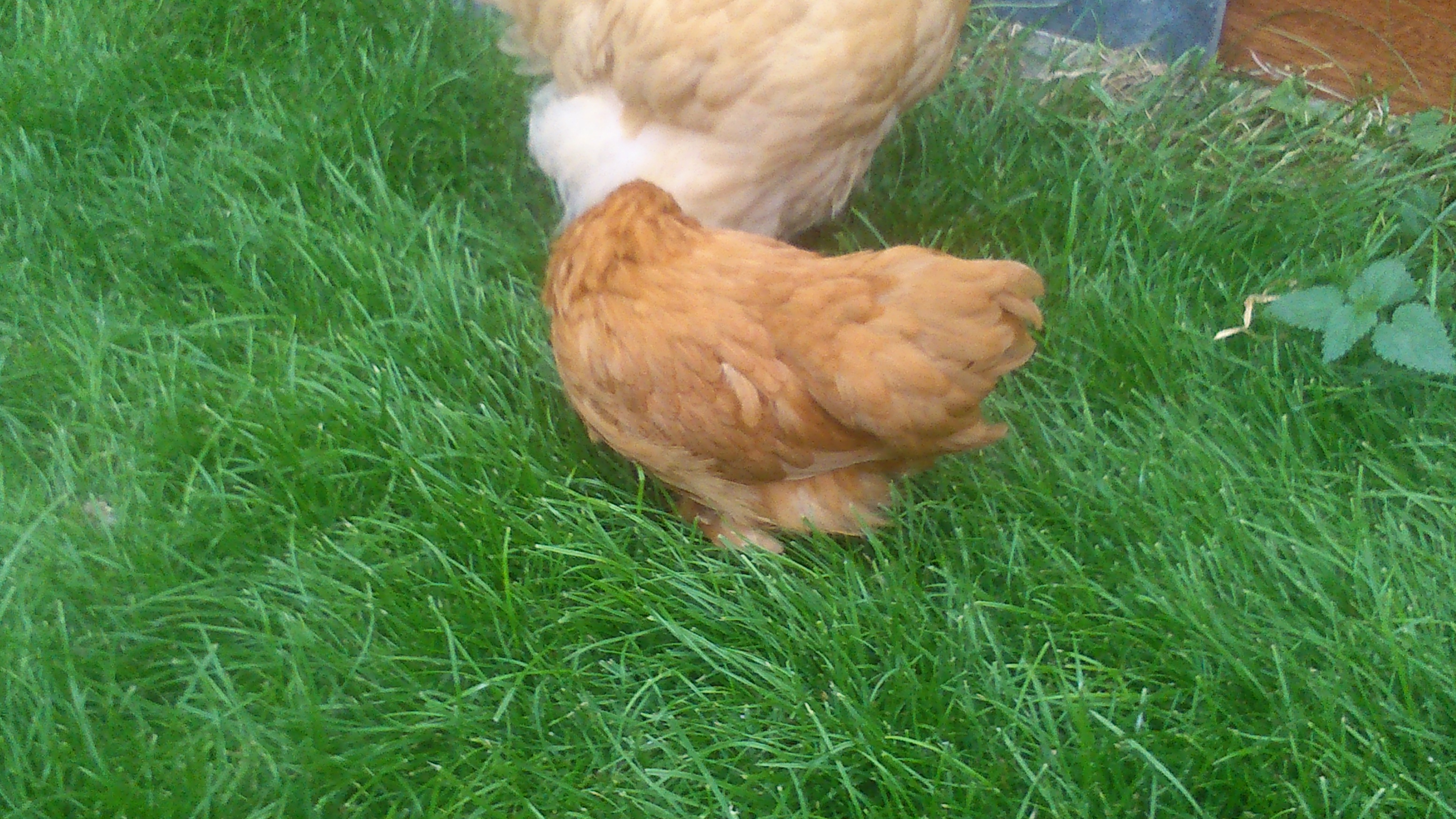 This one is called jeff