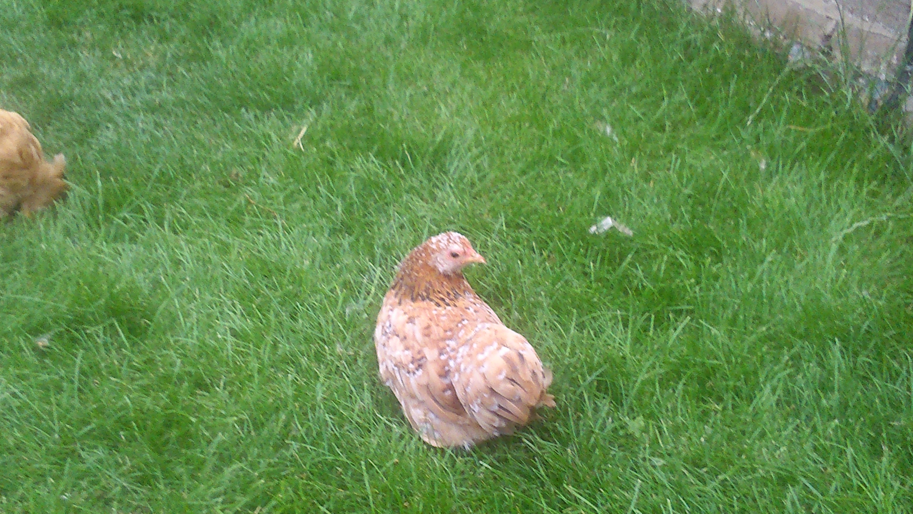 This one is chicken george