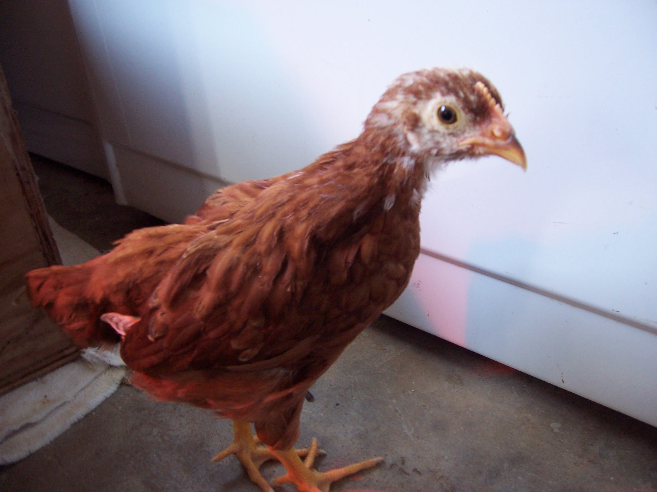 This one is D.C. a Rhode Island Red around 6 weeks.