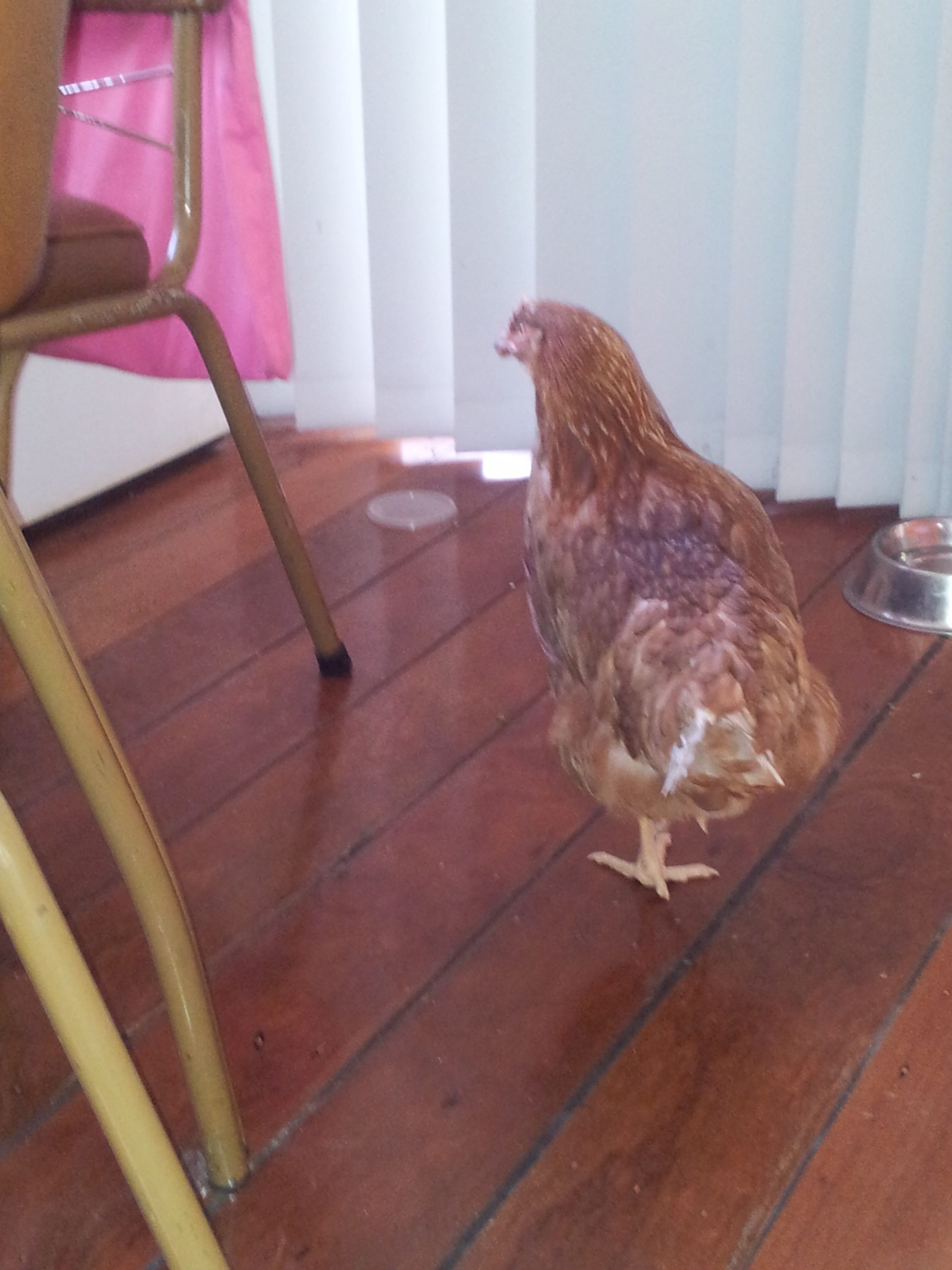 This one is my cheeky girl who I had to shoo out of the kitchen 4 times before I finally gave up and shut the door so she couldn't get back in. lol