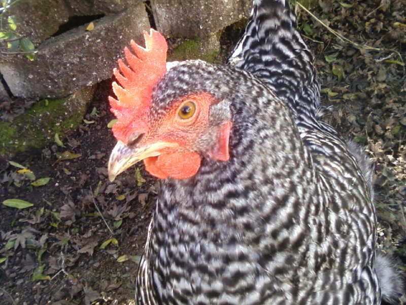 this one is named lacey. i got her four years ago when she was two weeks old from a pet supply store. she learned all she knows by watching tweety do her thing. when she was younger she would be able to fly like tweety but now thats she's mature shes too heavy to fly