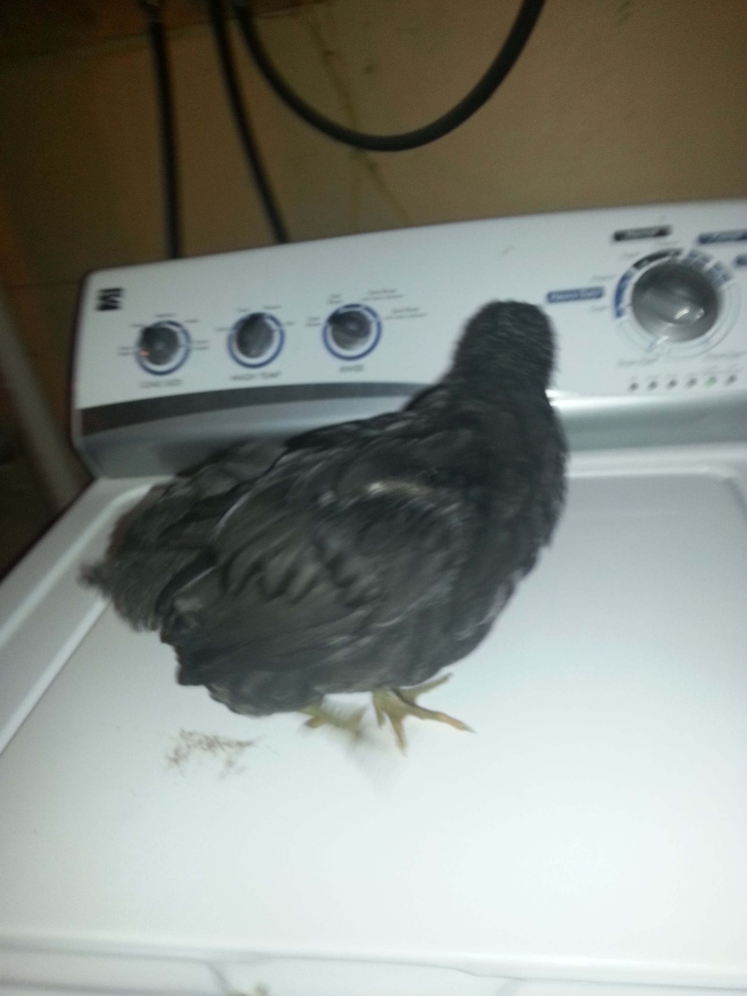 This one is one that doesnt like its face being pictured.
