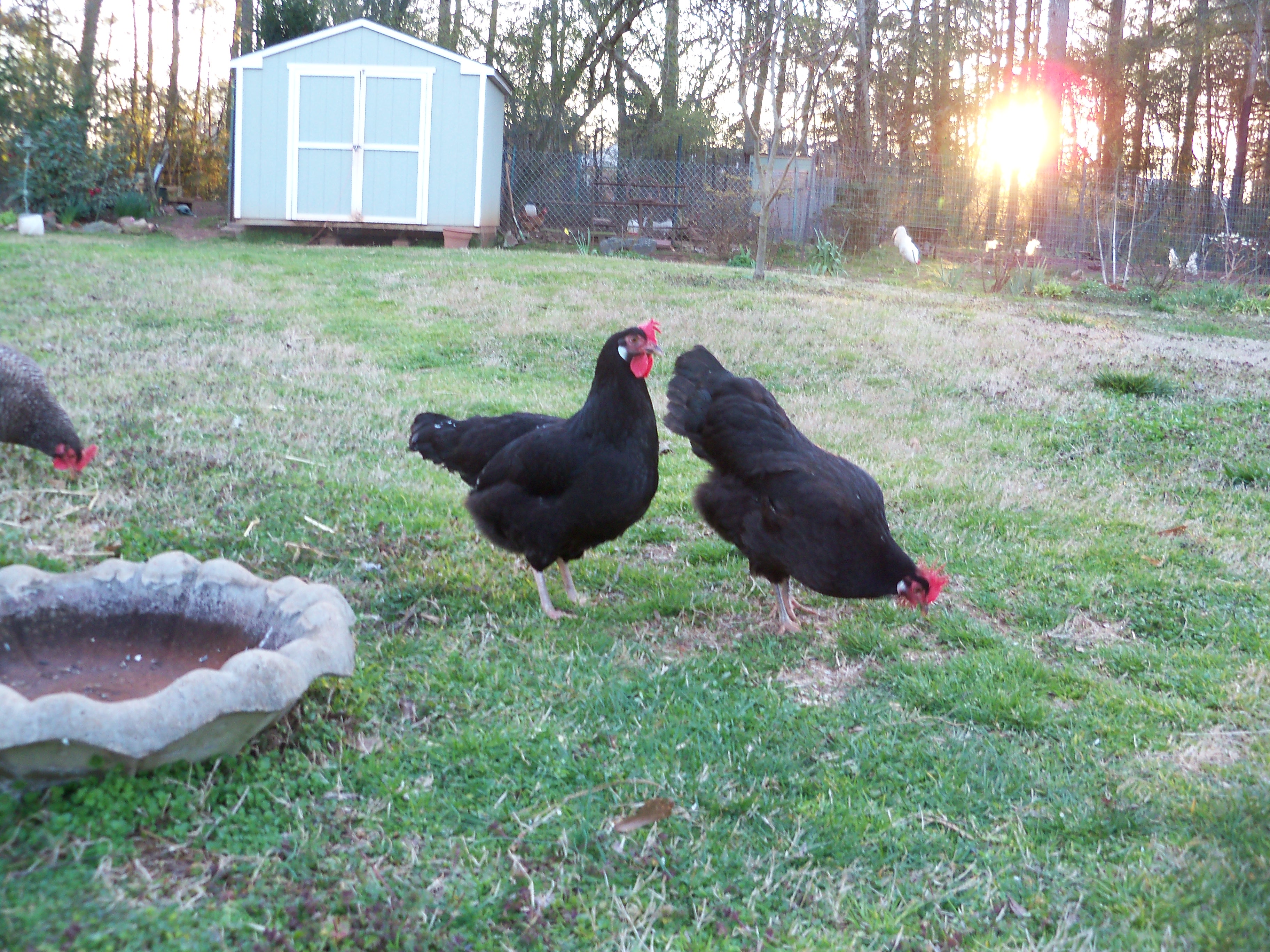 This one looks like goose