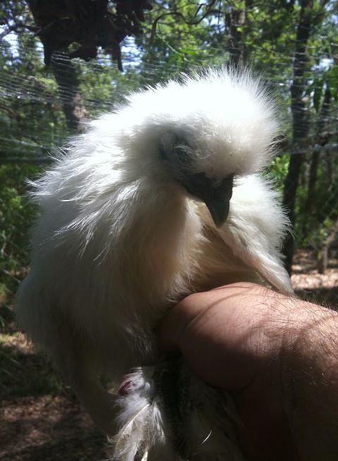 This one of my white Silkies posing for the camera