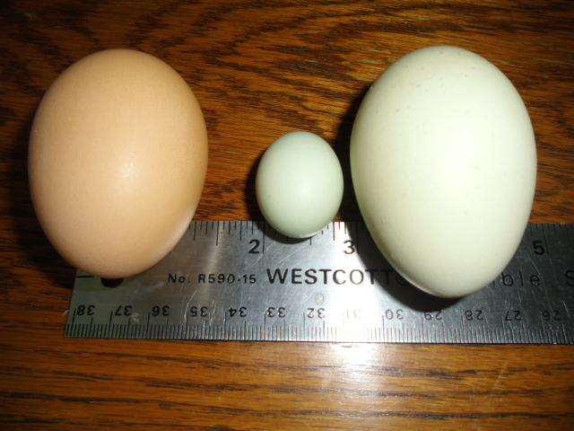 This one was found on the 2x4 of the nesting box framing yestersay.  I think it must of come out like a ^#*@.  It weighted .3 oz.   I have not opened it yet.  I can't help showing it off to my friends!