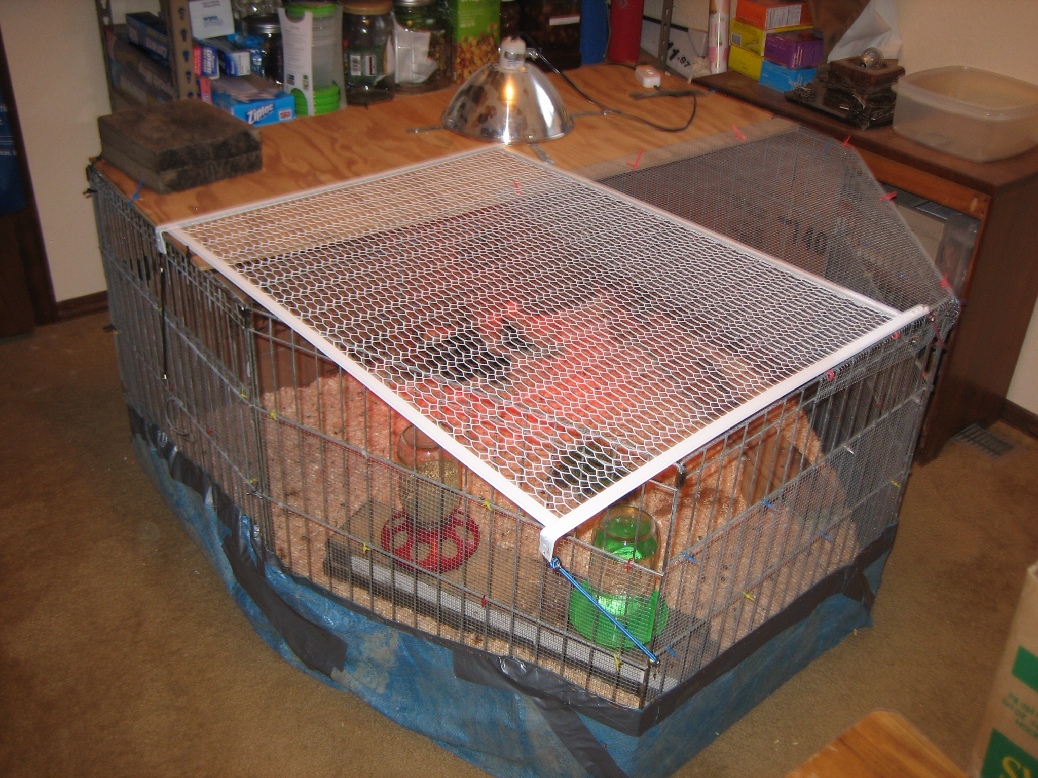 This one was made from an old dog fence we had got from Pet Smart to take with us camping when our dogs were pups.  Again hardware cloth around it, cardboard on on the back & one side panel.  A tarp stitched to the fence with a cardboard floor on top of that.  The white top panel is bungeed on, so we can get to the water & feed.  The fence panels are all hinged together, so can pretty much make any shape we wanted.