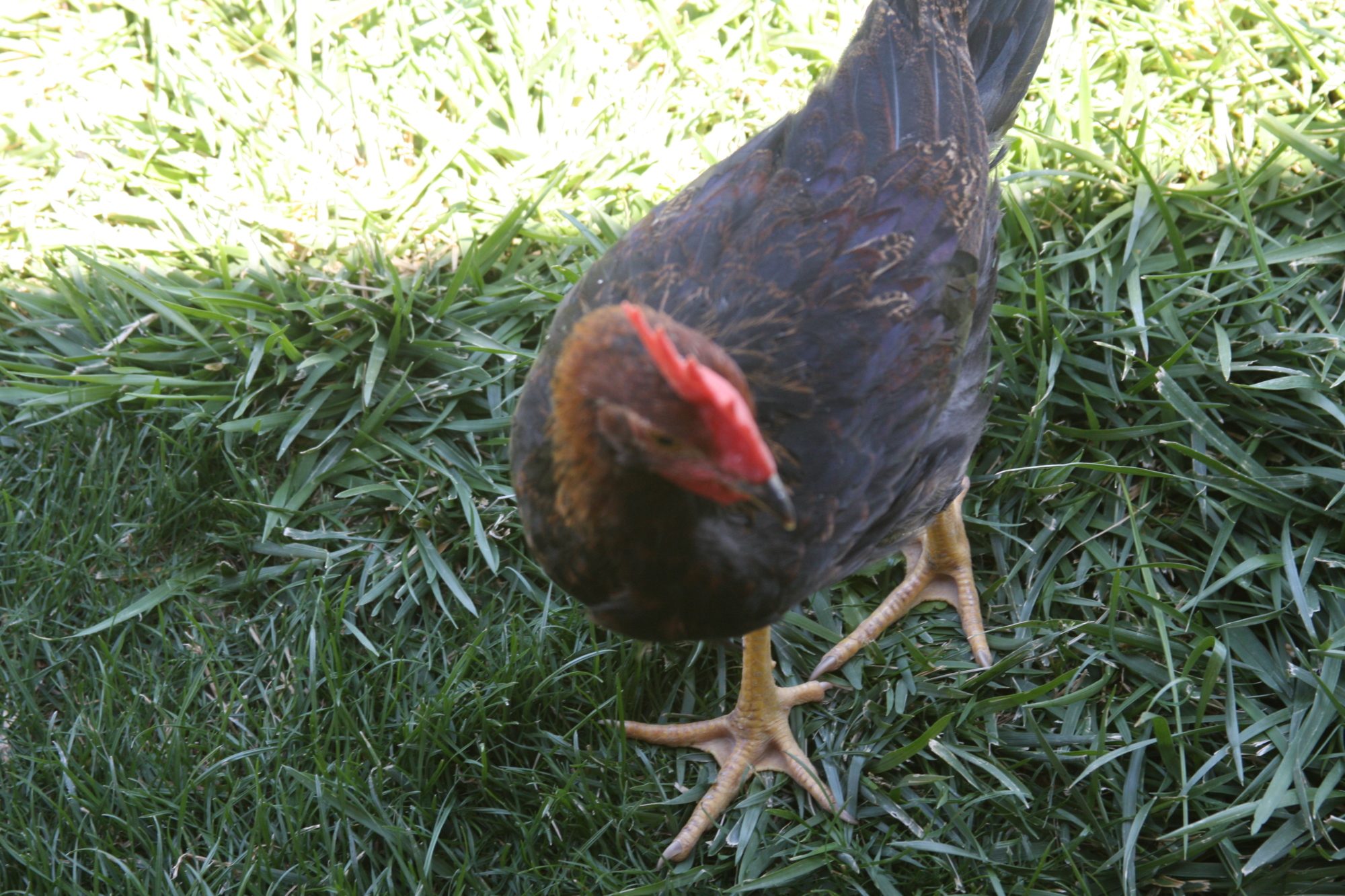 This one was supposed to be an easter-egger but turned out to be the neighbors dinner when it started crowing