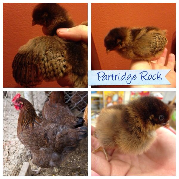 This one was with the mixed pullets at my work and thanks to these forums someone told me this was a Partridge Rock, so I looked them up and they look extremely similar, so if it isn't we will find out later. Most likely a hen.